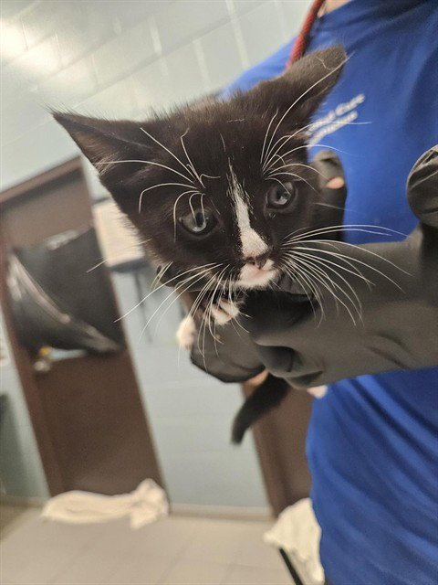 LAA LAA - Domestic Short Hair available for adoption