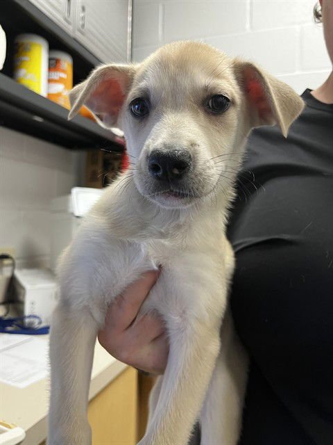 JASMINE - Labrador Retriever available for adoption