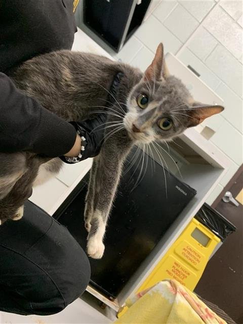 EILLAC - Domestic Short Hair available for adoption