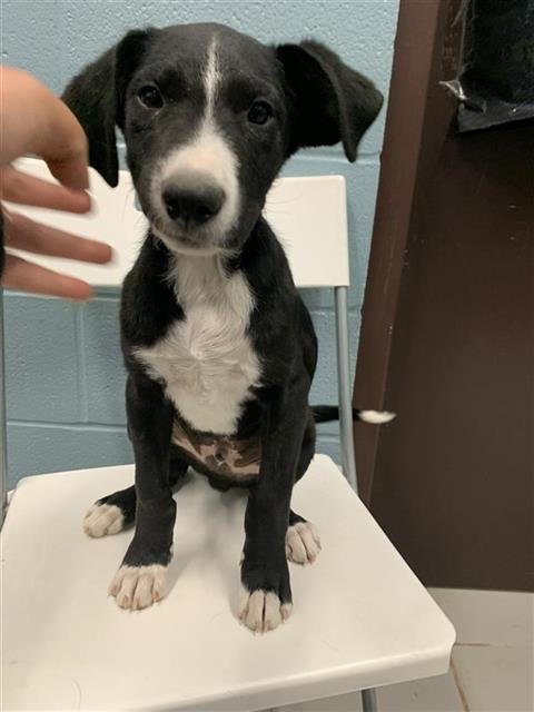 SLATE - Miniature Pinscher / Bearded Collie available for adoption