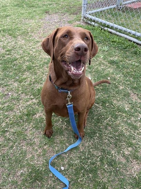 VALENTINA - Labrador Retriever available for adoption