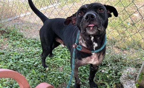 DONNIE - American Pit Bull Terrier available for adoption