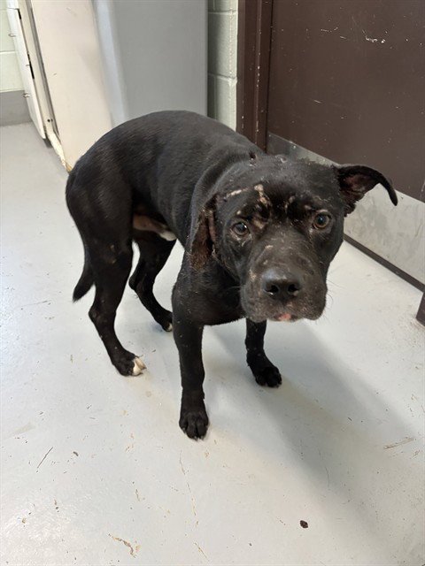 DONNIE - American Pit Bull Terrier available for adoption