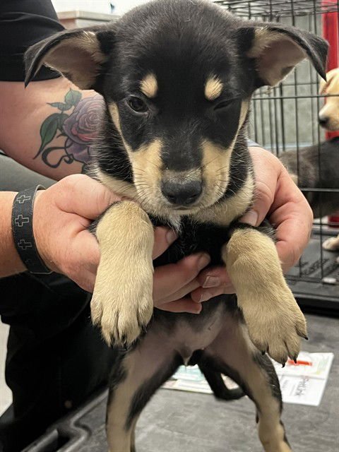 NAVEEN - Labrador Retriever available for adoption