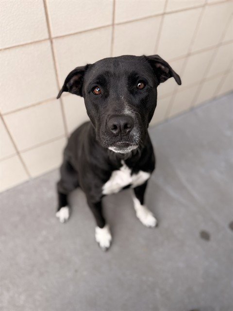 SHAYLA - Labrador Retriever available for adoption
