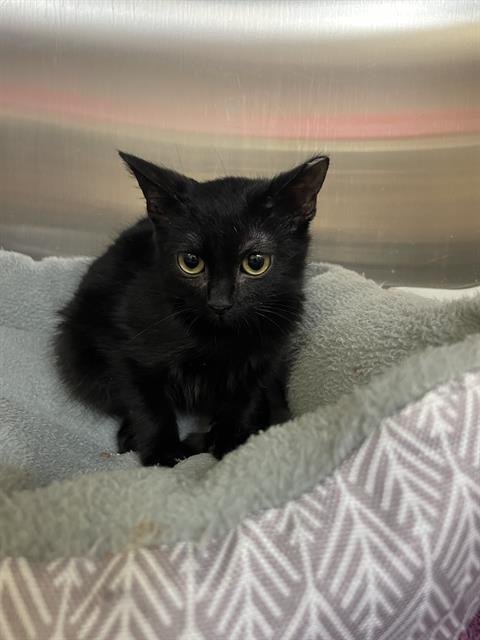 PARIS - Domestic Short Hair available for adoption