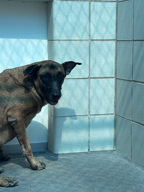 BOBBI DINERO - German Shepherd Dog available for adoption