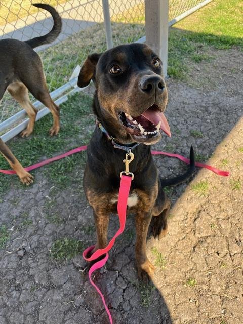 ESPRESSO - Rottweiler available for adoption