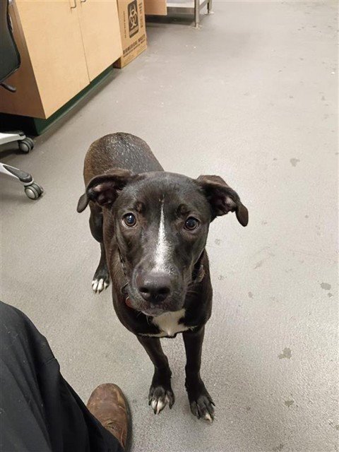 LIL GIRL - Labrador Retriever available for adoption