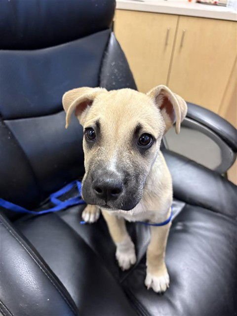 SONY - Black Mouth Cur available for adoption