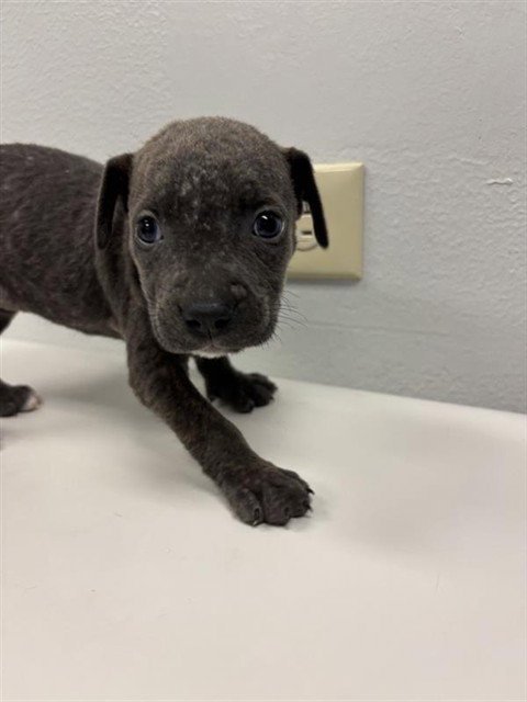 AURORA - Labrador Retriever available for adoption