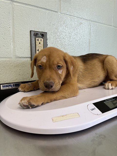 PIXEL - German Shepherd Dog / Labrador Retriever available for adoption