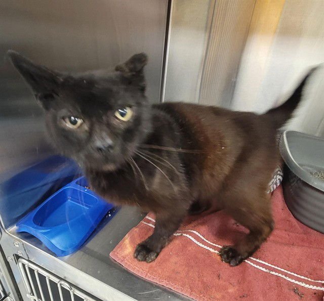 GOBBY - Domestic Short Hair available for adoption