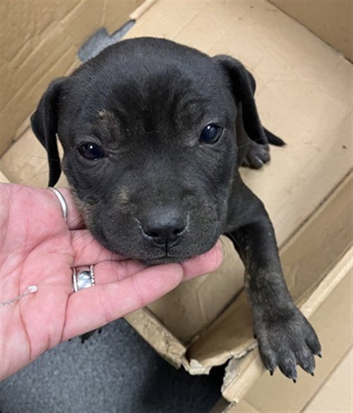 MARLEY - American Pit Bull Terrier available for adoption