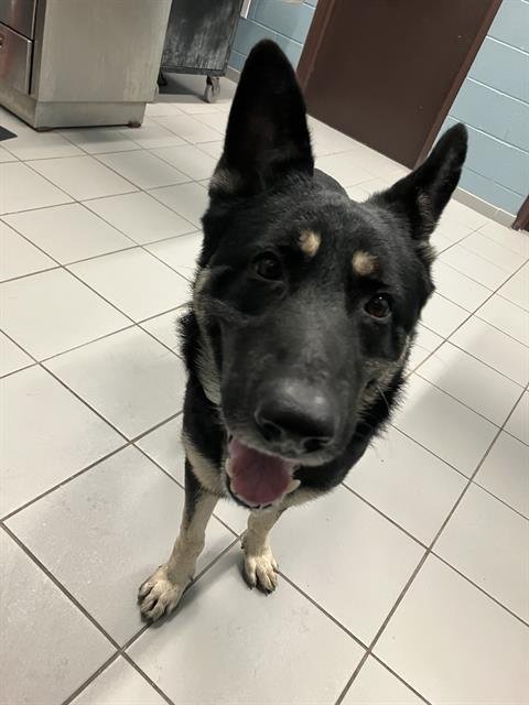 ZEUS - German Shepherd Dog available for adoption