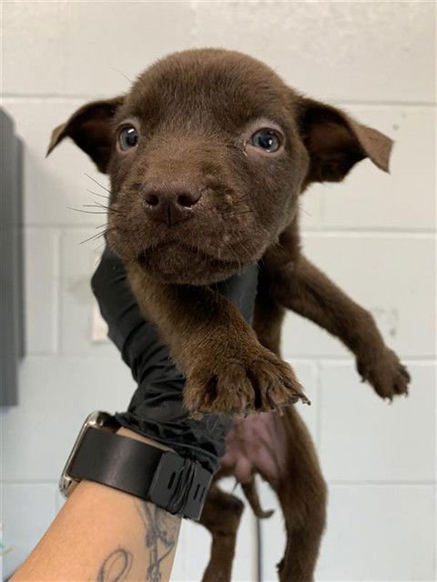 ALABAMA - Labrador Retriever available for adoption