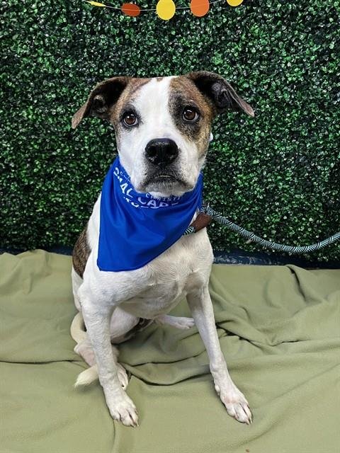 BANANA - Boxer available for adoption