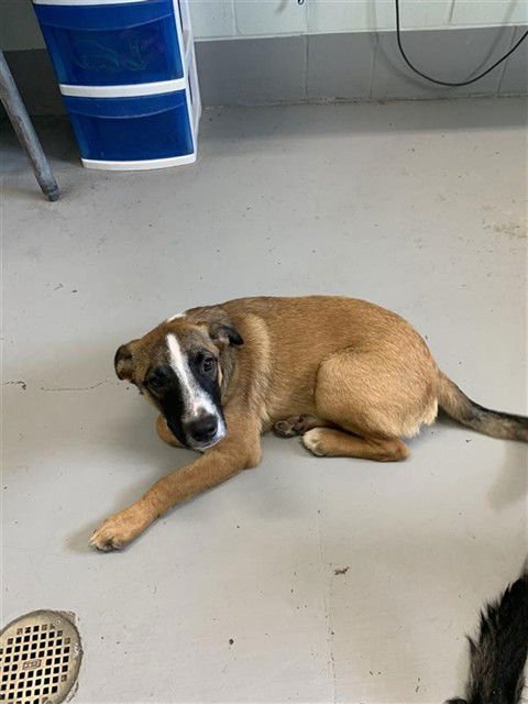 ZANE - German Shepherd Dog available for adoption