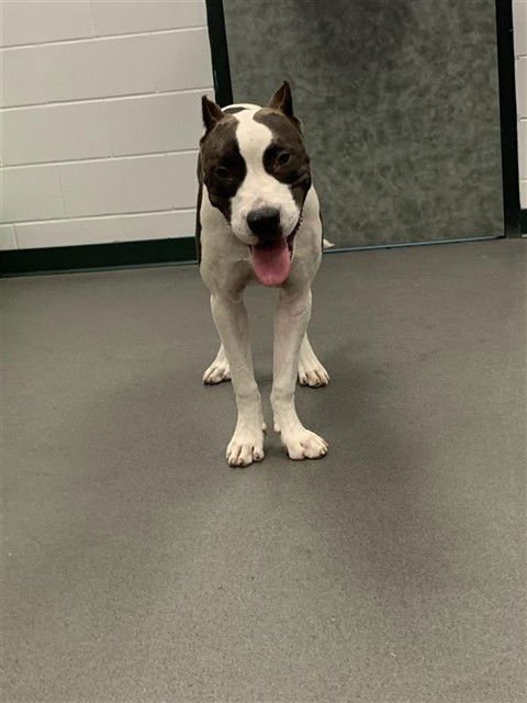DUKE - American Pit Bull Terrier / Cane Corso Mastiff available for adoption