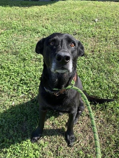 WISDOM - Labrador Retriever available for adoption
