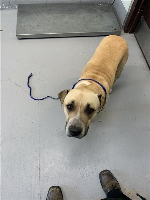 ODDIE - Black Mouth Cur available for adoption