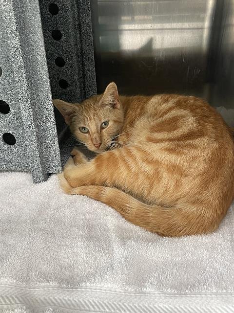 EREN YEAGER - Domestic Short Hair available for adoption