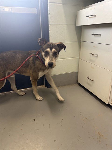 FREEBIRD - German Shepherd Dog / Husky available for adoption