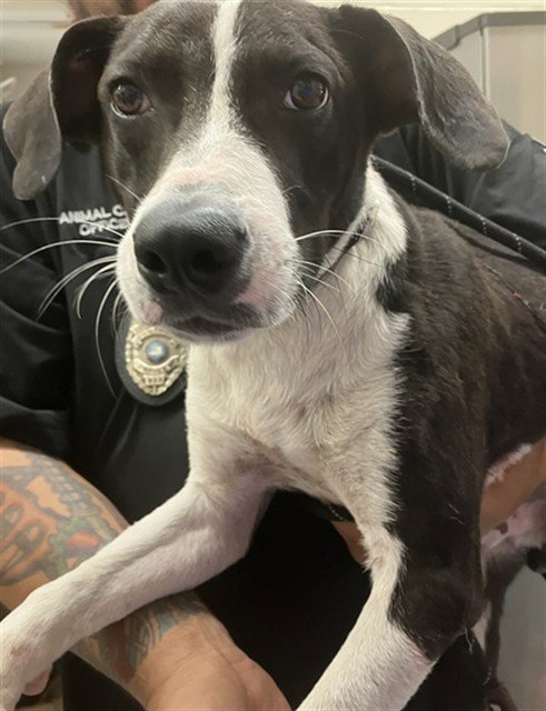TUX - Labrador Retriever available for adoption