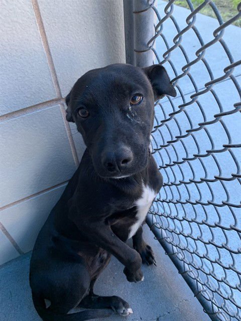 SQUIRT - Labrador Retriever available for adoption