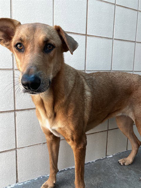 ADELA - German Shepherd Dog available for adoption