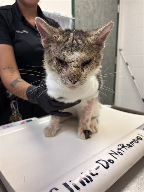 GEORGEY O'MEOWY Image
