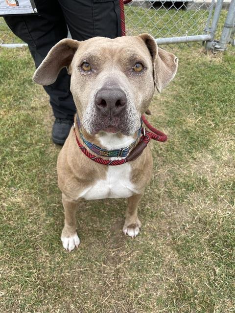 MAMA - American Pit Bull Terrier available for adoption