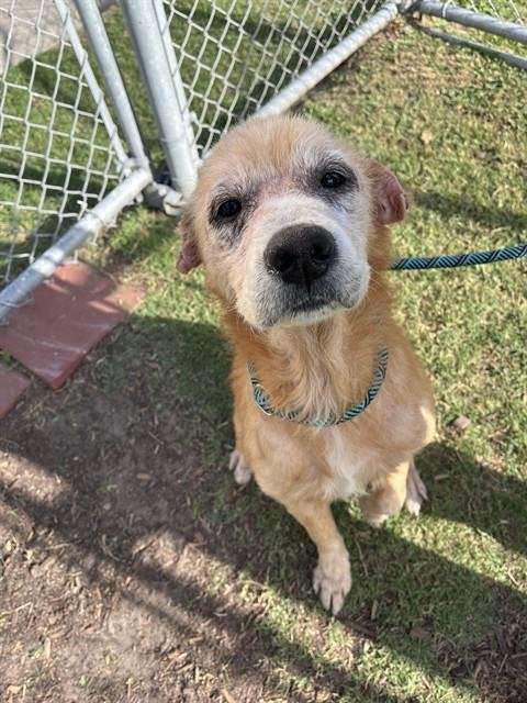 PICKLES - Labrador Retriever available for adoption