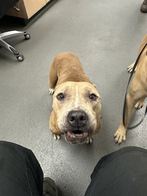 CHINA - American Pit Bull Terrier available for adoption
