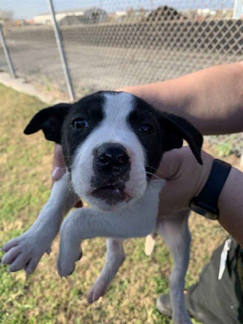BRISKET - Labrador Retriever / American Pit Bull Terrier available for adoption