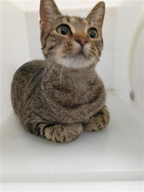 ARIEL - Domestic Short Hair available for adoption