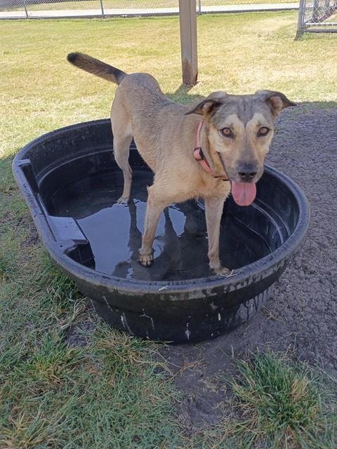PEACHES - German Shepherd Dog available for adoption
