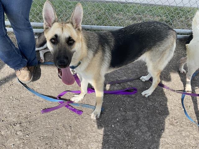 XEENA - German Shepherd Dog available for adoption