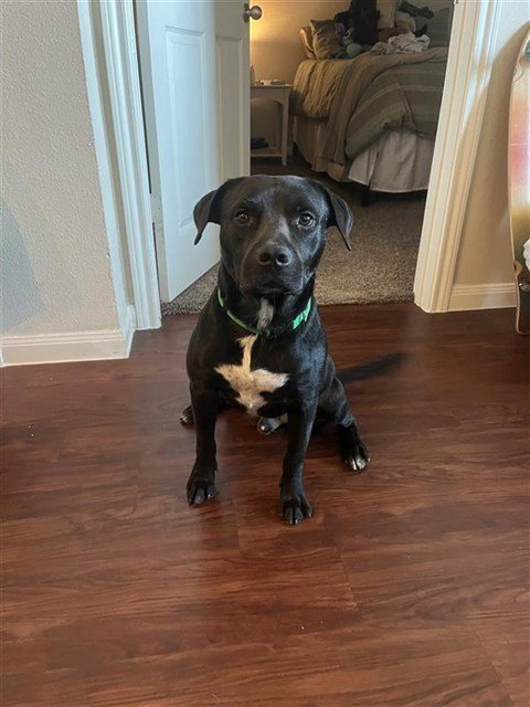 DICE - Staffordshire Bull Terrier for adoption in Corpus Christi