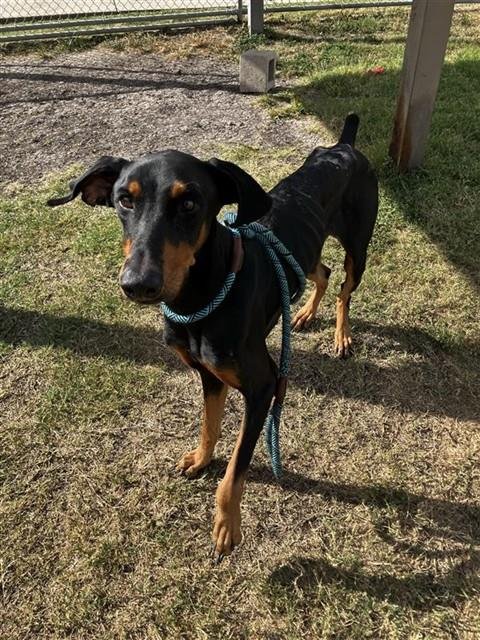 DRACULA - Doberman Pinscher available for adoption