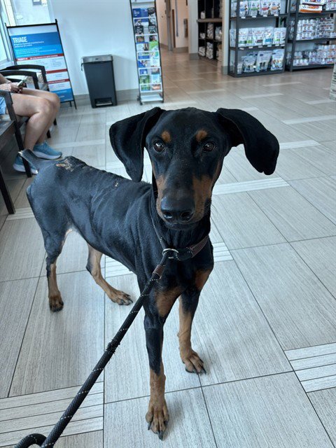 DRACULA - Doberman Pinscher available for adoption