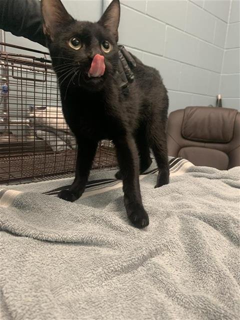 METEORITE - Domestic Short Hair available for adoption