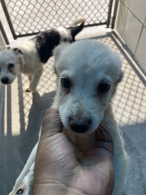 JOHNSON - Labrador Retriever available for adoption