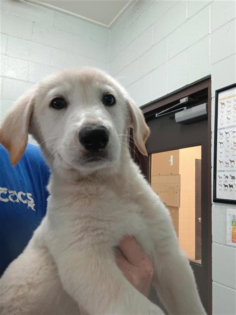 ALASKA - Labrador Retriever available for adoption