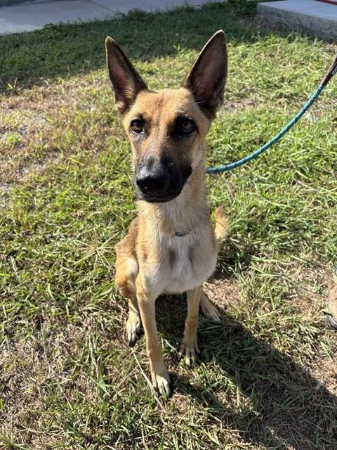 ATHENA - German Shepherd Dog available for adoption