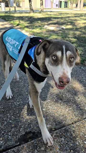 ALLEN - Husky available for adoption