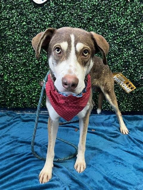 ALLEN - Husky available for adoption