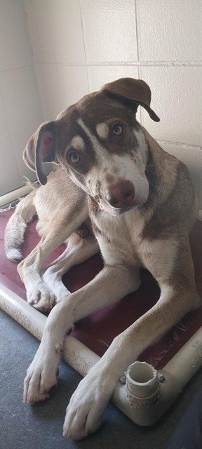 ALLEN - Husky available for adoption