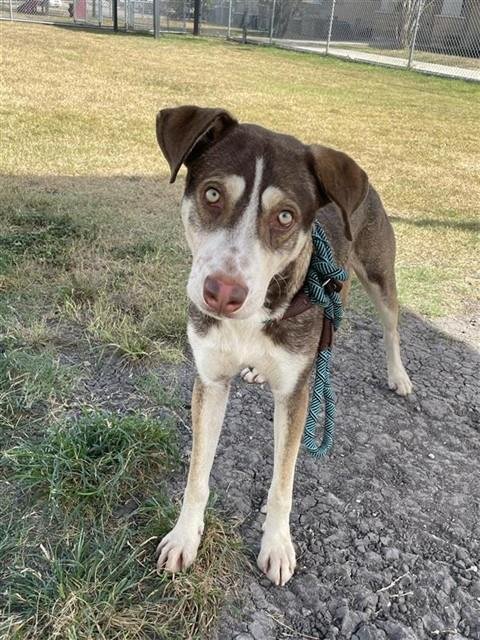 ALLEN - Husky available for adoption