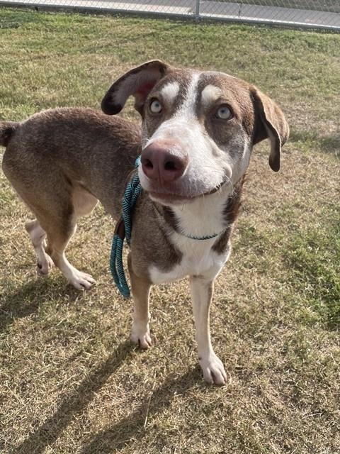 ALLEN - Husky available for adoption